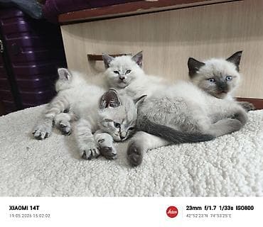 као мани: Сиамские Котята голубые глазами . Ласковые, игривые, приучены к лотку — 7