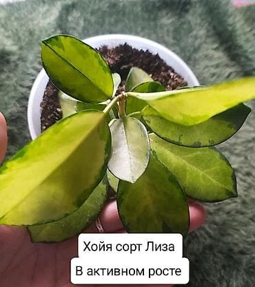 хола: Продаю Хойя срочно — 3