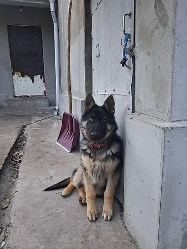 щенки собак: Немецкая овчарка, 5 месяцев, Самец, С прививкой — 2