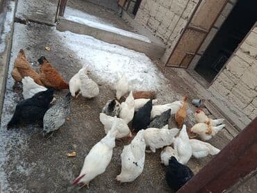 несушки: Сатам | Короздор, Тооктор | Жумуртка туудуруу үчүн — 1