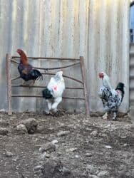 Шкафы для трансформатора: Продаю | Петух | Брама at lalafo.kg — 5 Шкафы для трансформатора: Продаю | Петух | Брама — 5