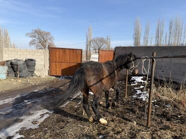 сабиз корм: Сатам | Байтал | Жумушка — 2