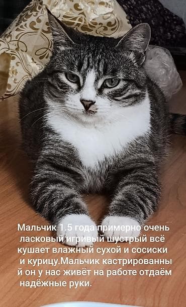 невская маскарадная кошка: Отдаем этих котиков надёжные и добрые руки,все найденныши надеемся что — 2