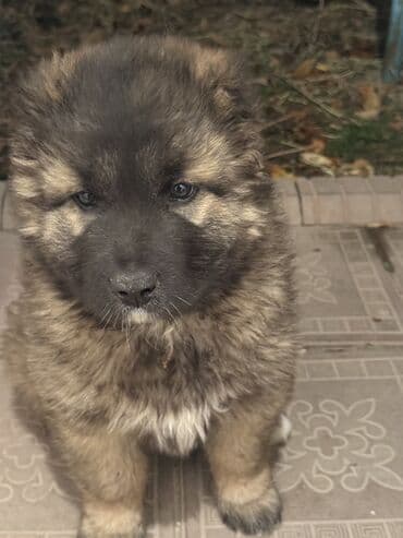 коровы токмок: Щенки Кавказкой овчарки.больше месяца. Прививка еще не — 1