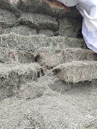 Сено клевер в тюках, 2-й укос. Подходит для КРС, лошадей, коз и овец