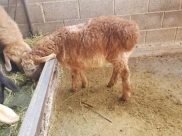 британская кошка бишкек: Продаю | Ягненок, Баран (самец) | Арашан — 5