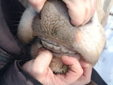 Продаю | Корова (самка) | Для разведения, Для молока