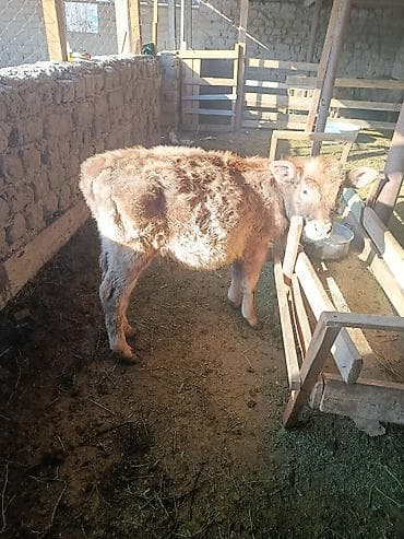 саман сатам: Сатам | Бука (эркек), Музоо | Бордоп семиртүү үчүн, Көбөйтүү үчүн — 5