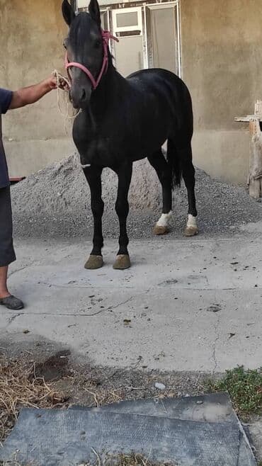 породистые козы: Продаю | Жеребец | Для разведения | Племенные — 3