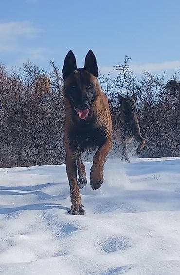 объявление продам собаку: Предлагаются к бронированию щенки Белгийской овчарки Малинуа.Щенков 9 — 9