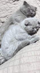 сколько стоят вислоухие коты: Скотиш Фолд (Шотландская вислоухая), 2 месяца, Мальчик, Приучена к лотку, Проглистована — 6