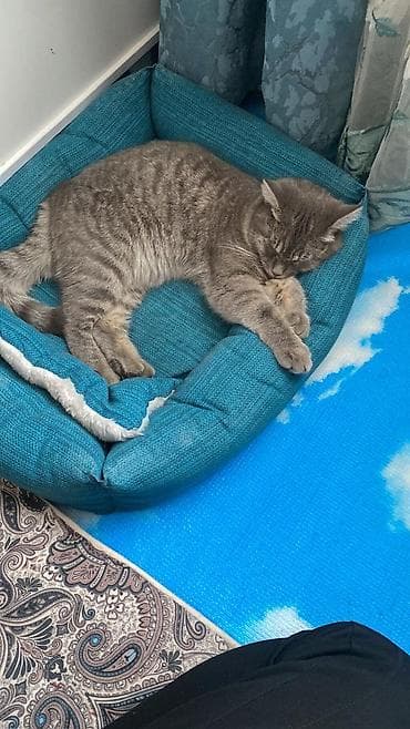 Подушки: БИШКЕК! Отдам этого кота бесплатно в хорошие руки, домашный кот — 2