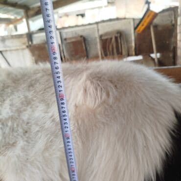 продаю связи с переездом: Продаю | Бык (самец) | На откорм | Привязанные — 6