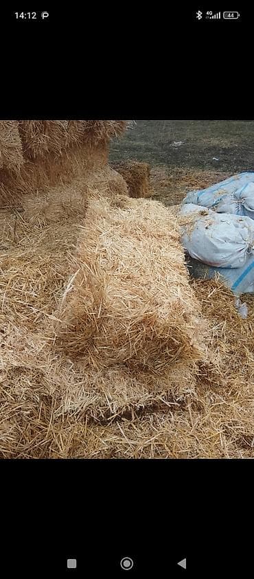 Услуги ветеринара: Продаю солому в тюках 80 тюков — 2