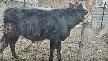 Аквариумы: Продаю | Бык (самец) | На откорм | Привязанные — 4