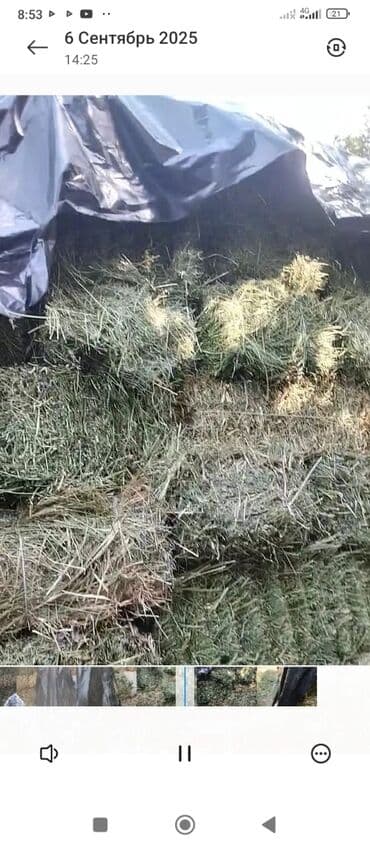 Аквариумы: Продаю клевер тюки хорошие 2 укоса — 2