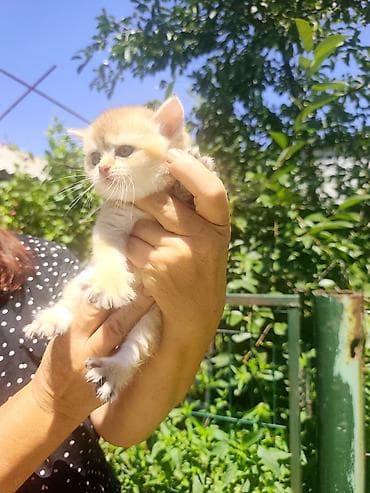 Мышыктар сатылат: Скотиш Страйт (Шотландиялык тик кулактуу), 1 айлык, Ургаачы, Алтын шиншилла, Лотокко барууга үйрөтүлгөн — 2