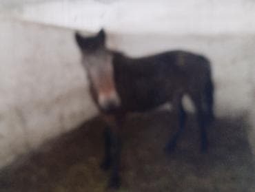 лошади в канте: Продаю | Кобыла (самка) | Кара Жорго | На забой — 5