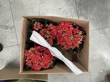 Декор жана интерьер: Үй жана бакча үчүн башка буюмдар — 1