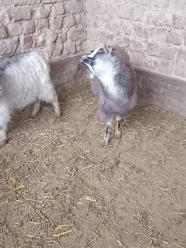котята бишкек даром: Продаю | Козёл (самец) | Для разведения — 9