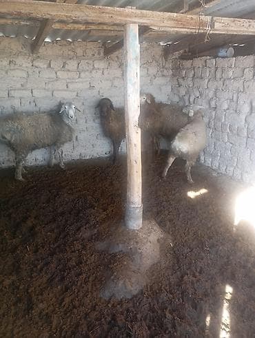 карова швит: Продаю | Овца (самка) | Для разведения — 2