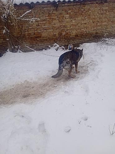 Кемирүүчүлөр: Собака на привязи (дворовая/охранная). Крупная, крепкого телосложения — 4