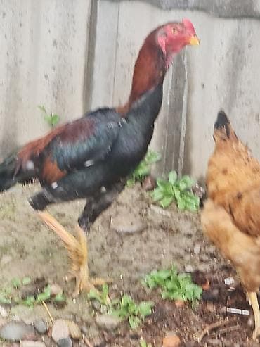 ангуз бука: Продаю | Петух | Бойцовая | Для разведения — 5