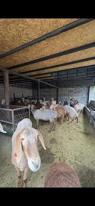 немецкая собака: Продаю | Овца (самка), Баран (самец) | Арашан — 2