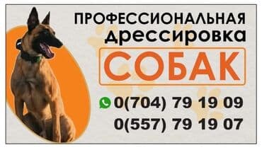 инструктор вождение: Профессиональная дрессировка собак - Индивидуальные занятия и — 1