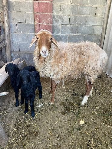 улар сатылат: Сатам | Ургаачы кой (ургаачы) | Көбөйтүү үчүн | Ургаачы — 3