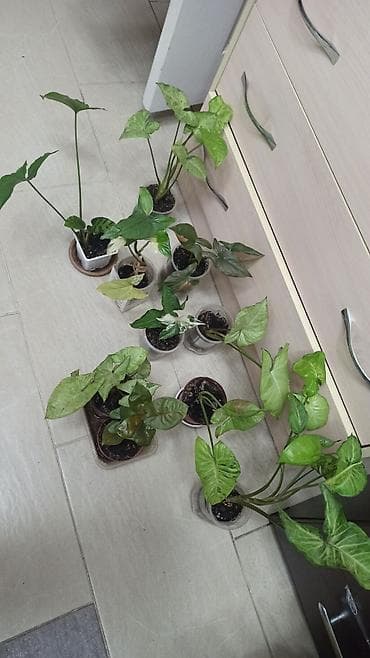 Алоэ: Смнгониумы детки, цена за штуку, район Ошского рынка, самовывоз — 2