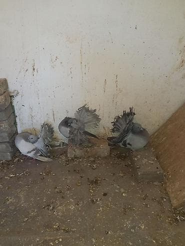 голуби животные: Продаю голубей Павлины голуби пепельных окрасов.пара 5000 Описание — 3