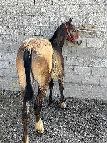 продаю тёлки: Продаю | Жеребенок | Для разведения | Племенные — 2