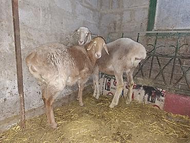 для овец: Продаю | Овца (самка) | На забой, Для разведения | Ярка — 6