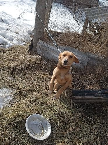 сколько стоит собака шпиц: Салам алейкум жамат учул ИТ ургачы сатылат жашы 1 жаштан Ашты рабочий — 5