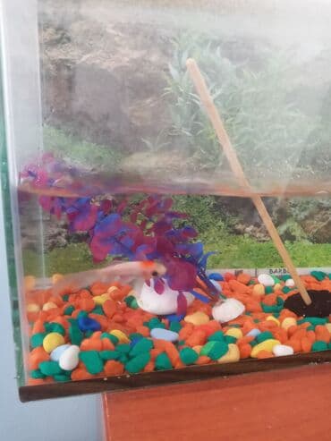 компресор для аквариума: Аквариумный комплект для дома/офиса - Стеклянный аквариум — 3