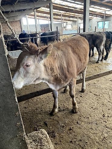 товары для животных: Продаю | Тёлка | Швицкая | Для разведения, Для молока — 4
