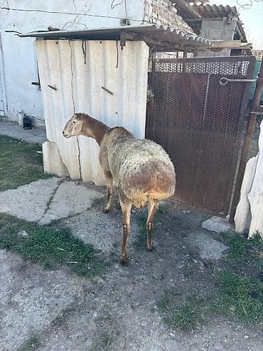 шерсть меренос: Продаю | Овца (самка) | Арашан | Для разведения | Осеменитель — 6