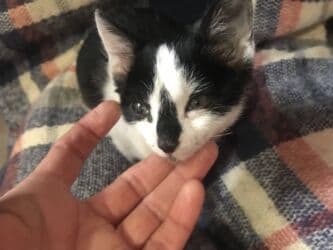 Рыбы: Кошка даром: Беспородная, 2 месяца, Мальчик, Приучена к лотку — 4