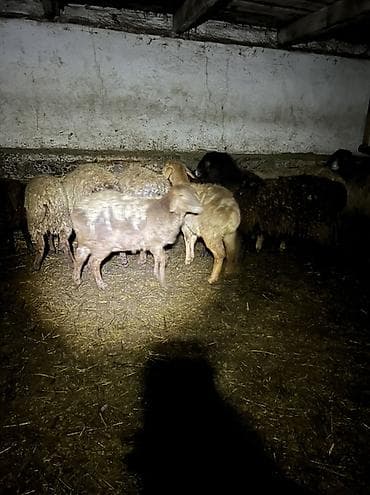 клетка для баран: Продаю | Овца (самка) | Для разведения | Матка — 7