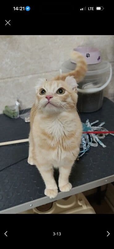 корм для домашних животных: Американский кёрл, 9 месяцев, Мальчик, Рыжий, Приучена к лотку — 3