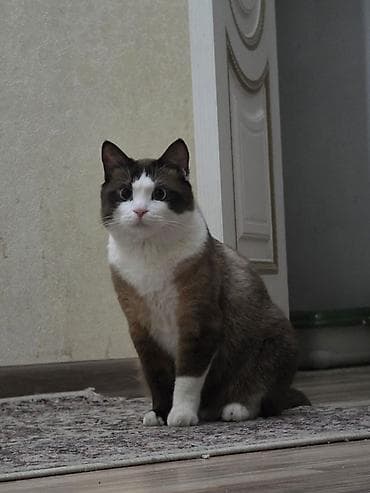 Үй жаныбарлары үчүн товарлар: 2 жаш, Эркек, Бычылган, Лотокко барууга үйрөтүлгөн — 1