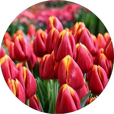 ночник тюльпан: Луковицы цветка: Тюльпаны, Самовывоз, Бесплатная доставка, Платная доставка — 6