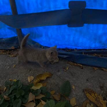 продажа щенков немецкой овчарки в бишкеке с документами: Котята, помёт разноокрасочный. Описание: - Возраст: на вид несколько — 8