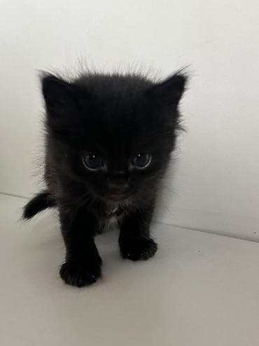 черные кошки: 1 месяц, Мальчик, Черный, Приучена к лотку — 3