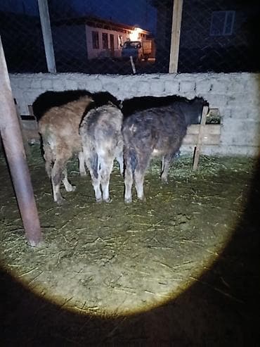 уй швиц: Продаю | Бык (самец), Музоо, торпок — 9