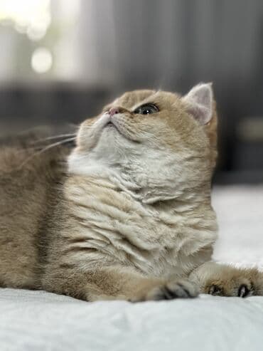 шотландский вислоухий котенок купить: Золотистый британский короткошерстный котенок с плюшевой шерстью и — 4