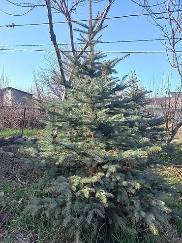 тулпар лес: Иссык кульские голубые ели,высота 2,9-3 метра — 4