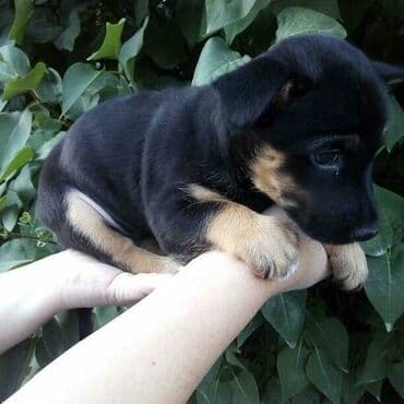 сколько стоит лабрадор ретривер: Любящих хозяев ищет маленькая девочка Ная, возраст 1,5 мес, кушает — 1