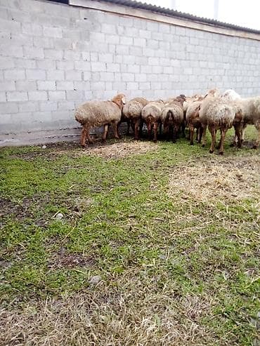 тазы собака: Сатам | Кочкор (эркек) | Көбөйтүү үчүн — 5